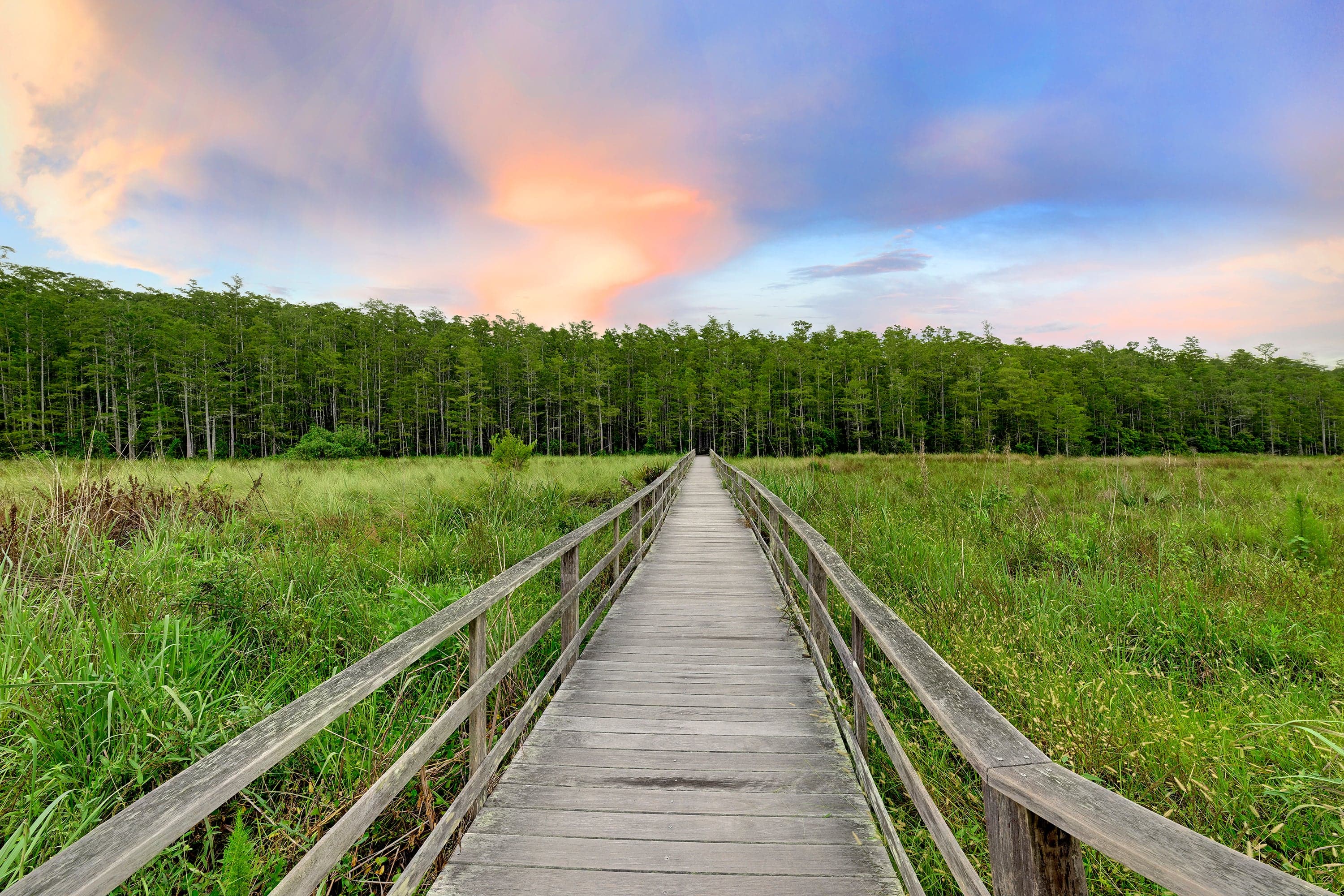 Corkscrew Swamp Sanctuary boardwalk, National Audubon Society, Florida